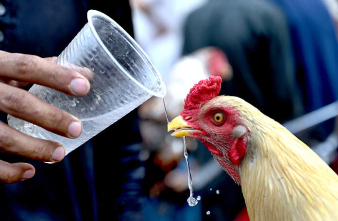A person watering a rooster during hot weather in the city