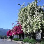 A beautiful view of colorful flowers in full bloom, welcoming spring in front of Parliament House in the Federal Capital