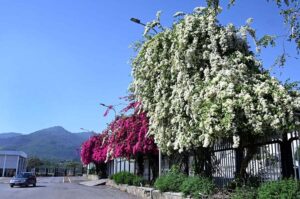 A beautiful view of colorful flowers in full bloom, welcoming spring in front of Parliament House in the Federal Capital