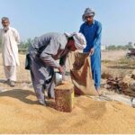 Farmers are busy filling wheat into sacks after harvesting and threshing crop at Tangowali