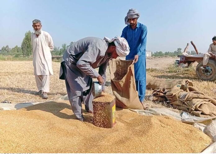 Farmers are busy filling wheat into sacks after harvesting and threshing crop at Tangowali