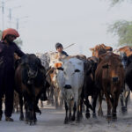 Shepherds guarding a herd of cows heading towards a grazing field