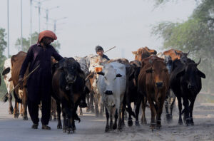 Shepherds guarding a herd of cows heading towards a grazing field