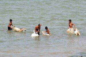A person with children bathing goats in Indus River at Husseinabad.