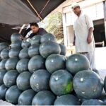 A vendor arranging and displaying watermelons to attract the customers at College Road