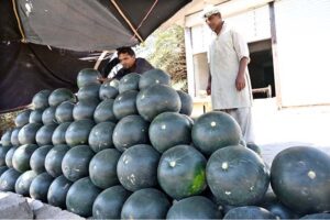A vendor arranging and displaying watermelons to attract the customers at College Road