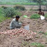 Farmers are busy collecting potatoes from their field