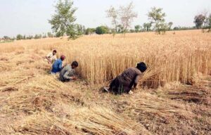Farmers busy harvesting golden wheat in their fields as harvesting season gains momentum across Punjab.