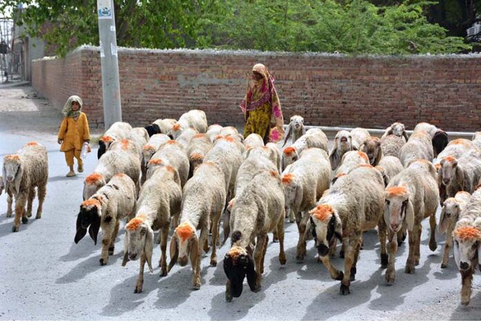 A female shepherd guides her herd of sheep towards the green fields to graze on the outskirts of the city