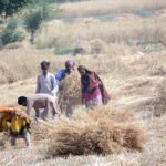 Farmer family busy harvesting wheat crop in their field