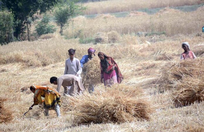 Farmer family busy harvesting wheat crop in their field