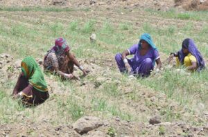 The female farmers are busy weeding out the extra plants in their field.
