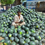 A vendor displaying the watermelons to attract the customers at his setup in Latifabad