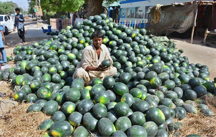 A vendor displaying the watermelons to attract the customers at his setup in Latifabad
