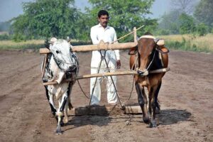 A farmer is busy leveling his field with the help of bulls in preparation for the next crop.