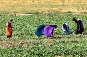 A farmer and his family harvest fresh vegetables from their field on the outskirts of the city.