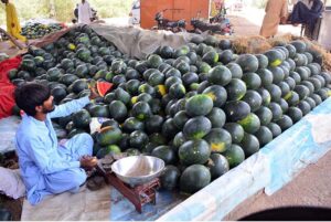 A Vendor displaying the watermelons to attract the customers outside road for selling.