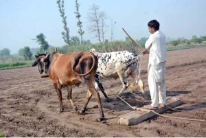 A farmer is busy leveling his field with the help of bulls in preparation for the next crop.