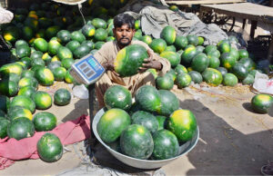 A shopkeeper busy in weighing watermelons for selling to relieve the dehydration in the intense heat of Latifabad.