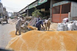 Labourers busy cleaning mustard seeds at Ghalla Mandi.