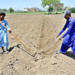 Farmers manually level land and make rows using traditional tools ahead of the next crop on the city’s outskirts