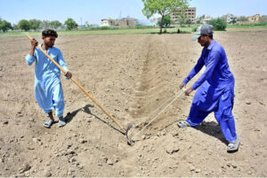 Farmers manually level land and make rows using traditional tools ahead of the next crop on the city’s outskirts