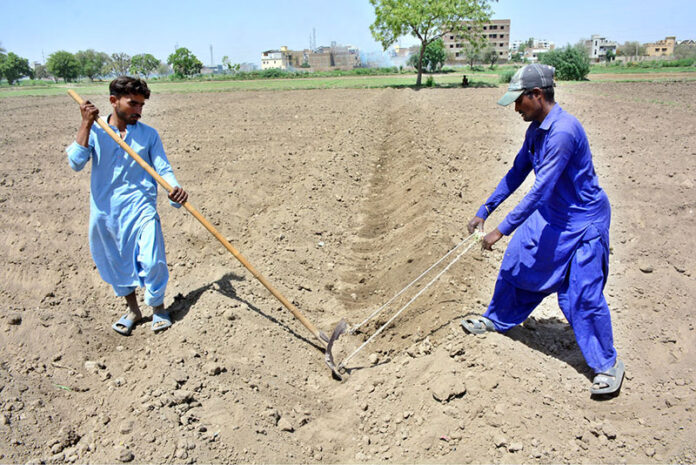 Farmers manually level land and make rows using traditional tools ahead of the next crop on the city’s outskirts