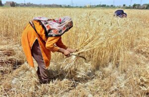 Farmer women harvesting wheat crop at their farm field.