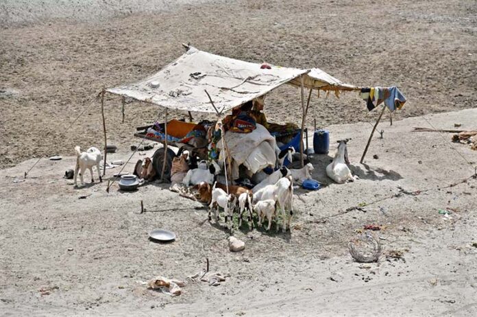 A view of makeshift huts set up by gypsy families in the Kacha area near the Larkana-Khairpur Bridge