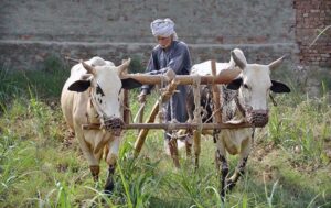 A farmer plows a field using the old method with the help of oxen.