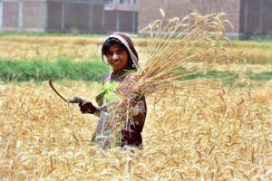 Farmer women harvesting wheat crop at their farm field.