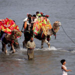 Visitors enjoying camel ride at Sardaryab picnic point on 3rd day of Eid ul Fitr celebrations