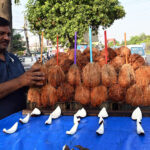 A vendor busy in arranging and displaying coconut on handcart to attract the customers at his roadside setup