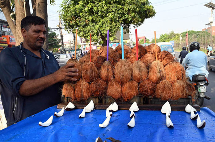 A vendor busy in arranging and displaying coconut on handcart to attract the customers at his roadside setup