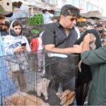 People showing interest in purchasing cats at Saddar Bird Market