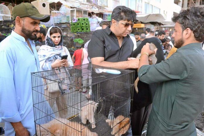 People showing interest in purchasing cats at Saddar Bird Market
