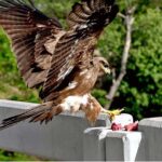 A kite picks pieces of meat thrown by people as an act of mercy at Chak Shahzad area in the Federal Capital