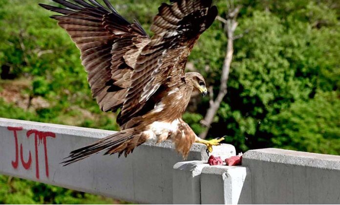 A kite picks pieces of meat thrown by people as an act of mercy at Chak Shahzad area in the Federal Capital
