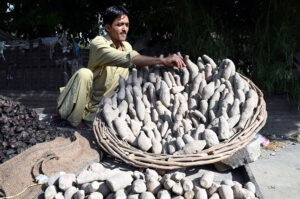 A vendor busy in arranging and displaying coconut on handcart to attract the customers at his roadside setup