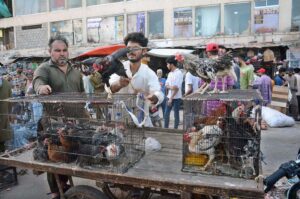 People showing interest in purchasing cats at Saddar Bird Market