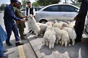 Vendor selling lambs on Sadar Road.