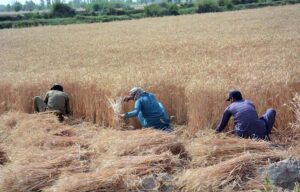 Farmers busy in harvesting wheat crop in their field.