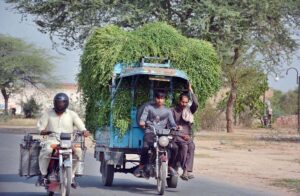 Tri-cycle rickshaw overloaded with green fodder for animals which may cause any accident.