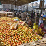 Labourer women busy in packing tomatoes in wooden boxes at Subzi Mandi