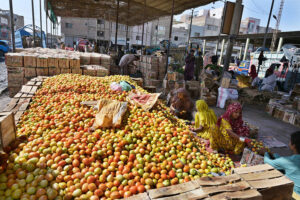 Labourer women busy in packing tomatoes in wooden boxes at Subzi Mandi