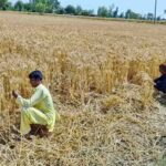 A farmer begins hand-harvesting golden wheat on Jhang Road, marking the start of harvest season