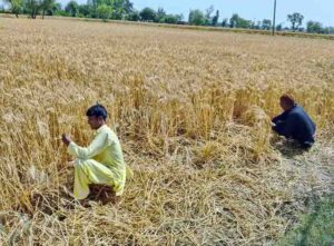 A farmer begins hand-harvesting golden wheat on Jhang Road, marking the start of harvest season