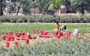 A farmer’s family is busy packing freshly harvested potatoes into bags in the field to transport them to the market.
