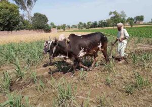 A farmer begins hand-harvesting golden wheat on Jhang Road, marking the start of harvest season