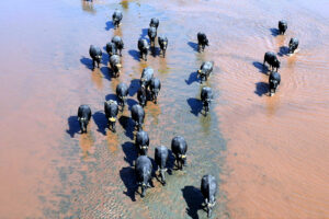 Buffaloes are heading towards their destination a refreshing dip in the river Ravi